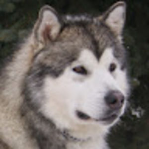 Meet your Posher, Dan